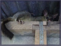 Possum in Roof