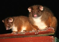 possum removal canberra