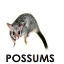 Possum Removal